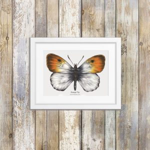 Orange Tip Butterfly