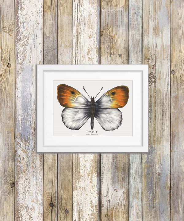 Orange Tip Butterfly