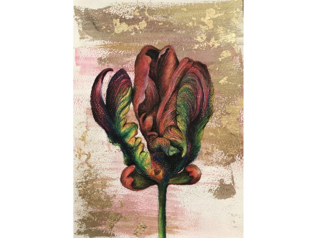 Tulip Drawing 3