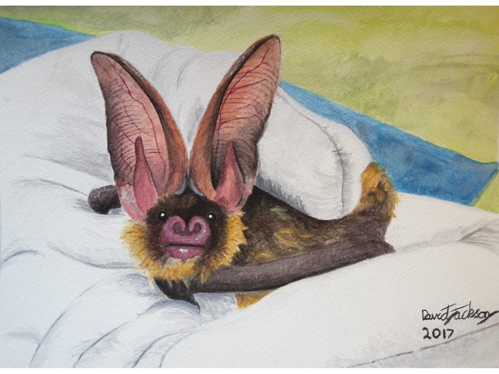 Painting of Brown Long-eared by David Jackson