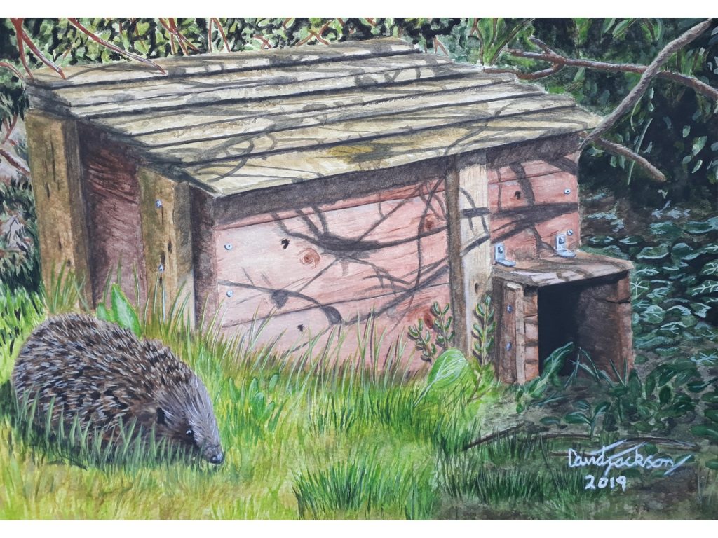 Painting of Homely Hedgehog Home by David Jackson